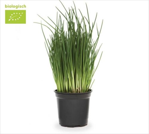 GROENTE/FR.Bieslook Pot / Plant